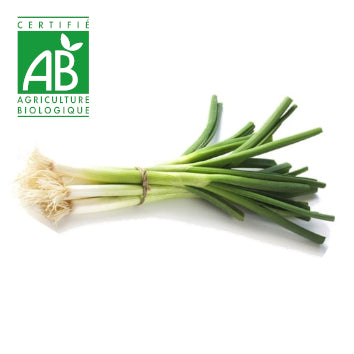 Oignon vert BIO x1 paquet