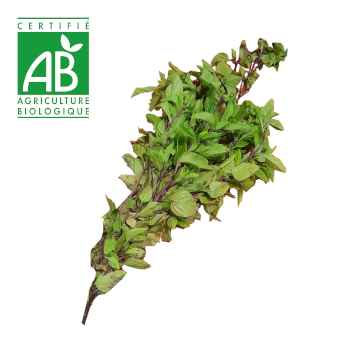 Basilic BIO antigaspi x1 paquet