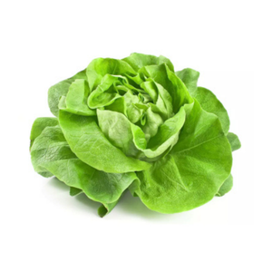 Salade Batavia x1