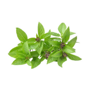 Basilic x1 paquet