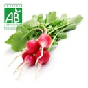 Radis BIO x1 paquet