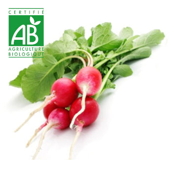 Radis BIO x1 paquet