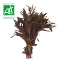 Ayapana BIO x1 paquet