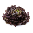 Salade Feuille de chêne x1